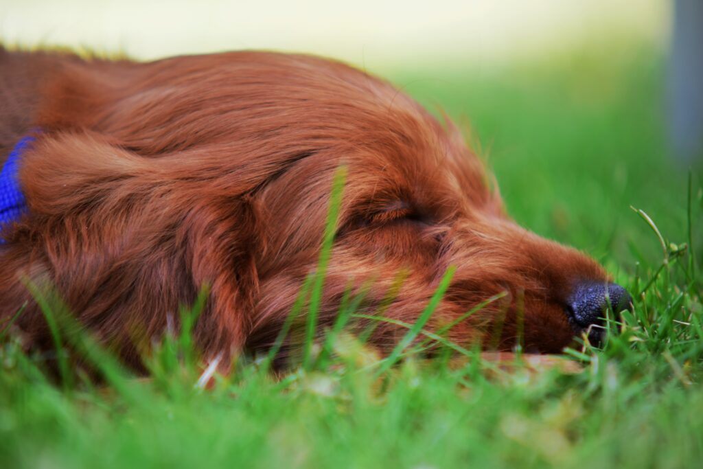 Ein Cockapoo-Welpe schläft im Gras